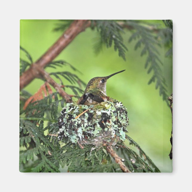 Imán Madre Hummingbird en el nido (Frente)