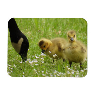 Imán Madre oca (canadá) y cotilleos