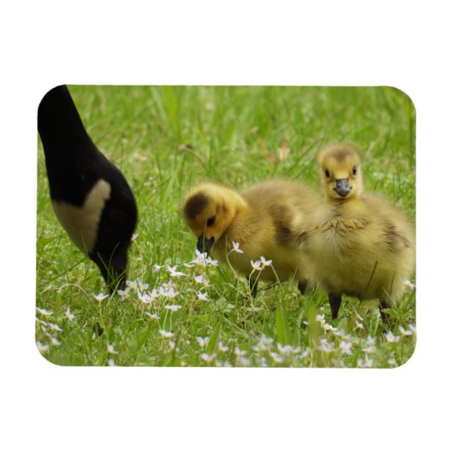 Imán Madre oca (canadá) y cotilleos (Horizontal)