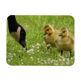 Imán Madre oca (canadá) y cotilleos