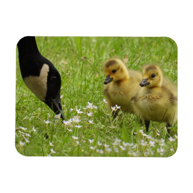 Imán Madre oca (canadá) y cotilleos (Horizontal)