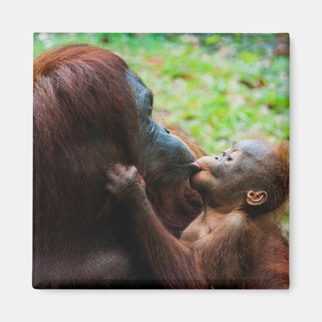 Imán Madre orangután con cría (Frente)