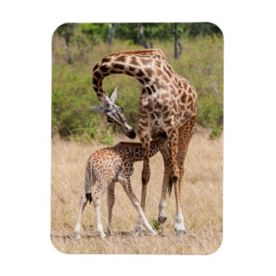 Imán Madre y cría de jirafa en Kenia