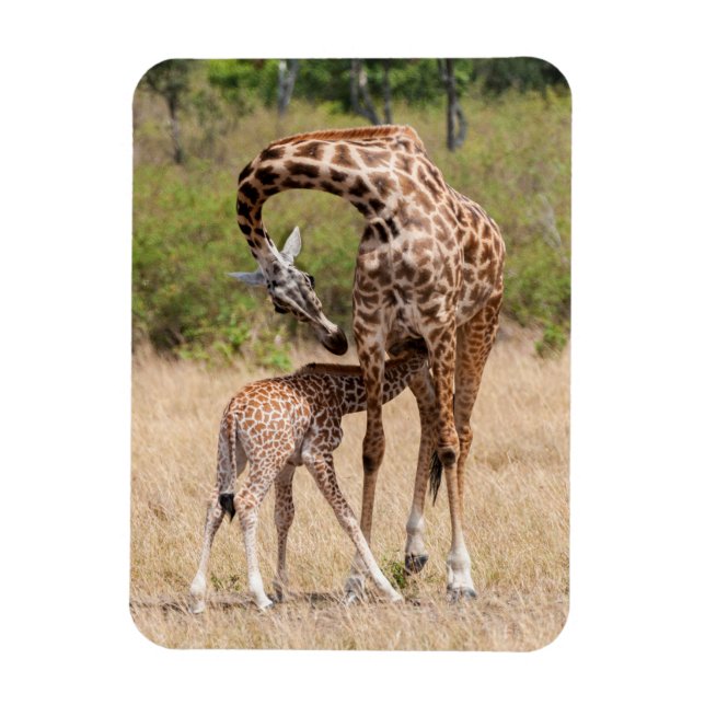 Imán Madre y cría de jirafa en Kenia (Vertical)