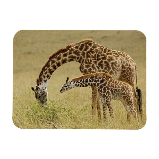 Imán Madre y cría de jirafa Masai, Giraffa (Horizontal)