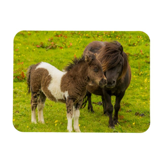 Imán Madre y cría de pony de Shetland (Horizontal)