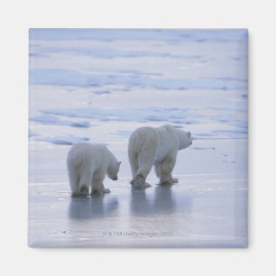 Imán Madre y Cub del oso polar