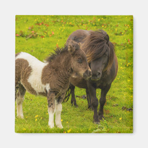 Imán Madre y descendencia de Pony Shetland