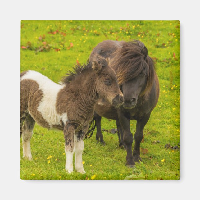 Imán Madre y descendencia de Pony Shetland (Frente)