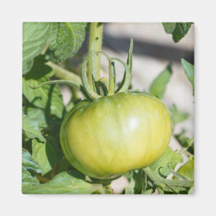 Imán maduración de tomates en un huerto