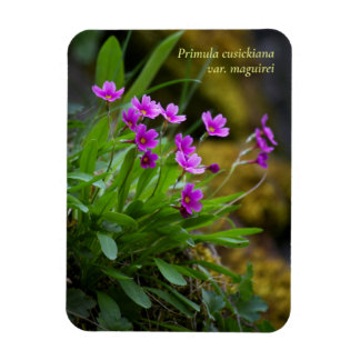 Imán Magenta Maguire Primrose Flor Silvestre © Sandy Lo