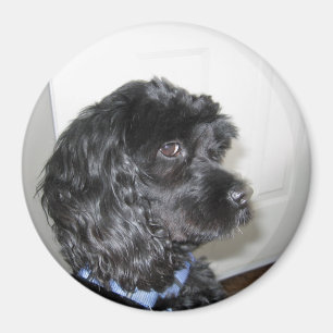 Imán Magnate Adorable Dog