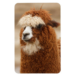 Imán Magnate alpaca