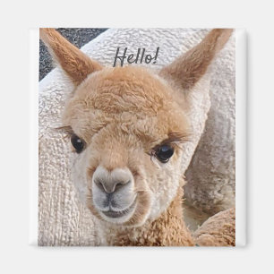 Imán Magnate alpaca