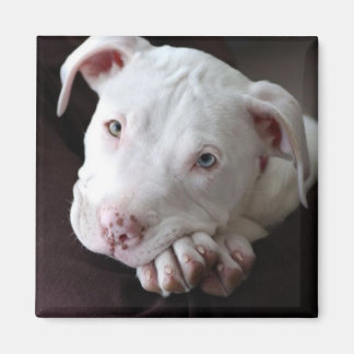 Imán Magnate americano de cachorros