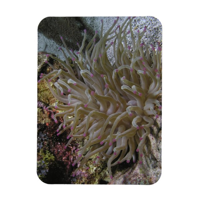 Imán Magnate anemónico gigante de punta rosa (Vertical)