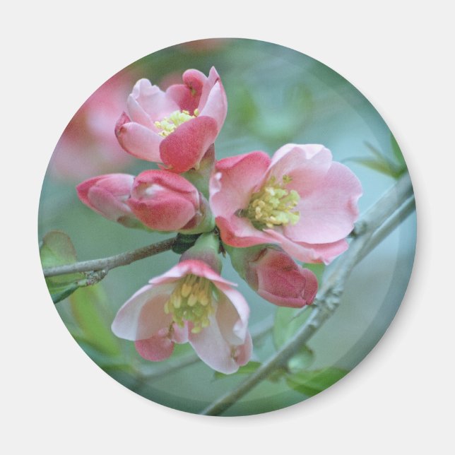Imán Magnate Apple Blossom #P0356 (Frente)