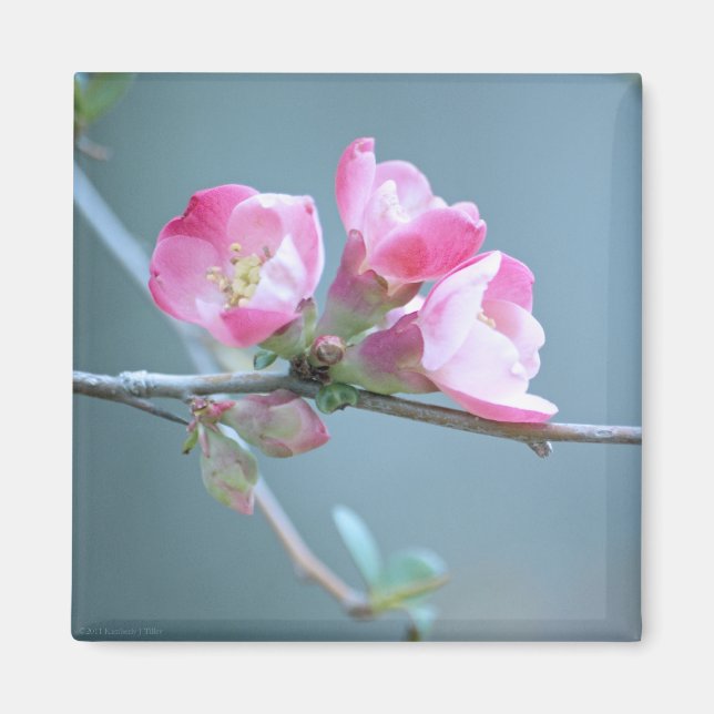 Imán Magnate Apple Blossom #P0358 (Frente)
