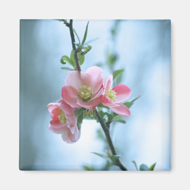 Imán Magnate Apple Blossom #P0365 (Frente)
