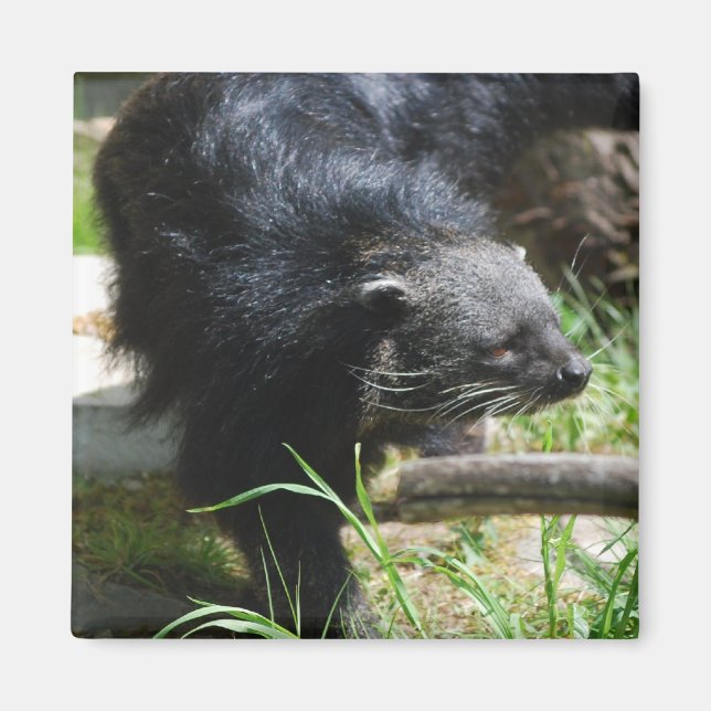 Imán Magnate Bearcat Asiático (Frente)