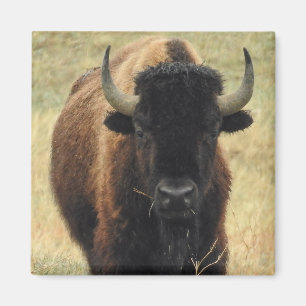 Imán Magnate Bison Americano