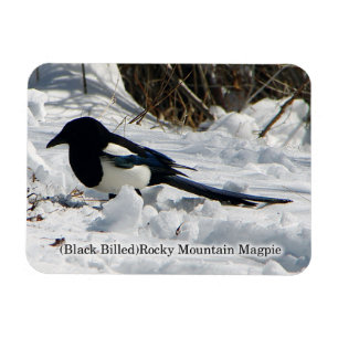 Imán Magnate Black Bilky Mountain