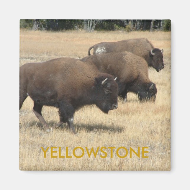 Imán Magnate Buffalo Yellowstone (Frente)