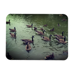 Imán Magnate canadiense de patos geesos y mallard