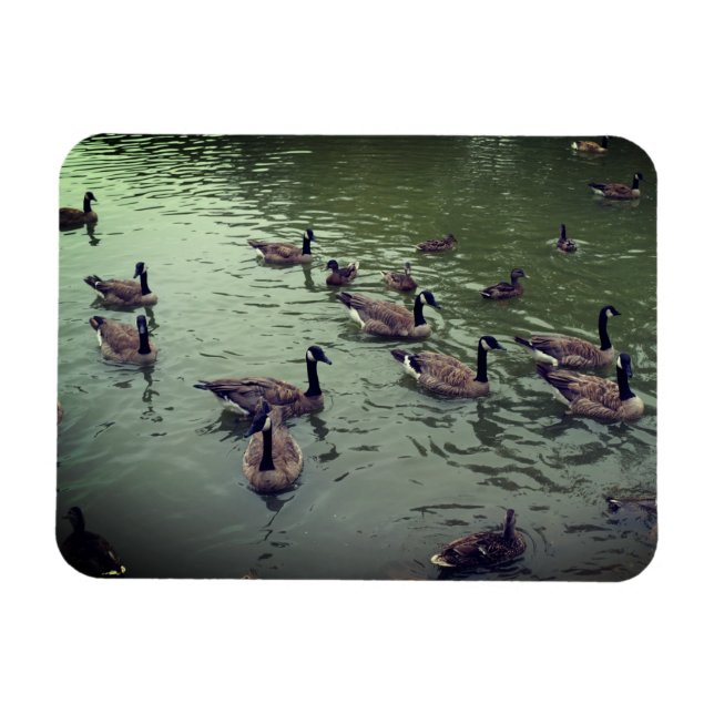 Imán Magnate canadiense de patos geesos y mallard (Horizontal)