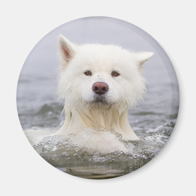 Imán Magnate CRB - Oso Polar (Frente)