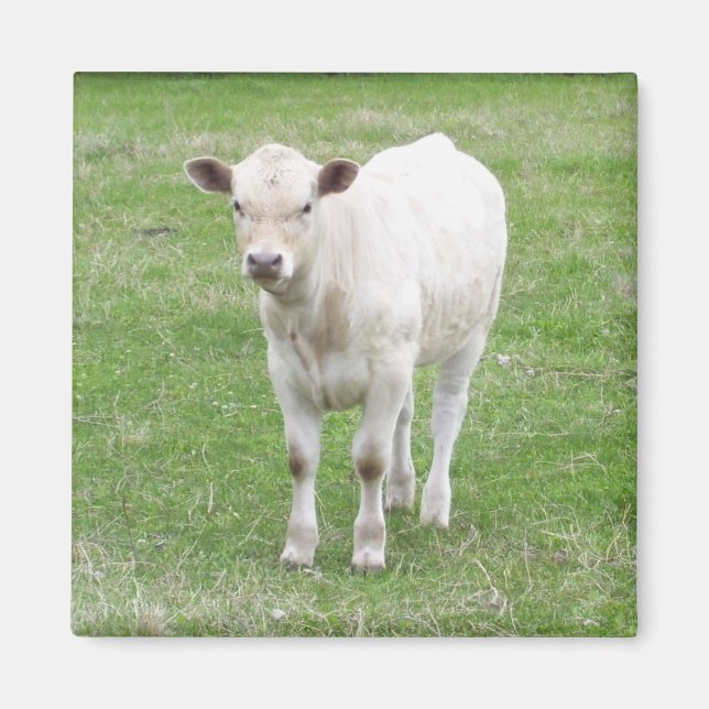 Imán Magnate cuadrado de calf blanco (Frente)