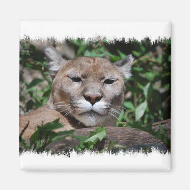 Imán Magnate cuadrado de Cougar Predator (Frente)