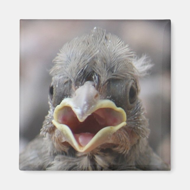 Imán Magnate de Actitud Bird (Frente)