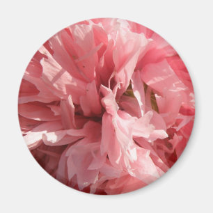 Imán Magnate de amapola rosa de bonito
