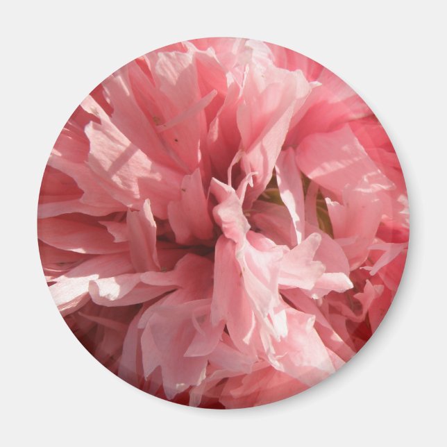 Imán Magnate de amapola rosa de bonito (Frente)