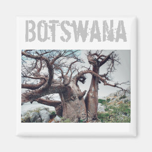 Imán Magnate de árbol baobab de la isla Kubu de Botswan