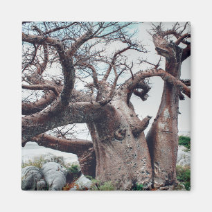 Imán Magnate de árbol baobab de la isla Kubu de Botswan