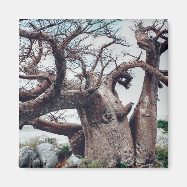Imán Magnate de árbol baobab de la isla Kubu de Botswan (Frente)