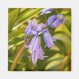 Imán Magnate de Bluebells en inglés