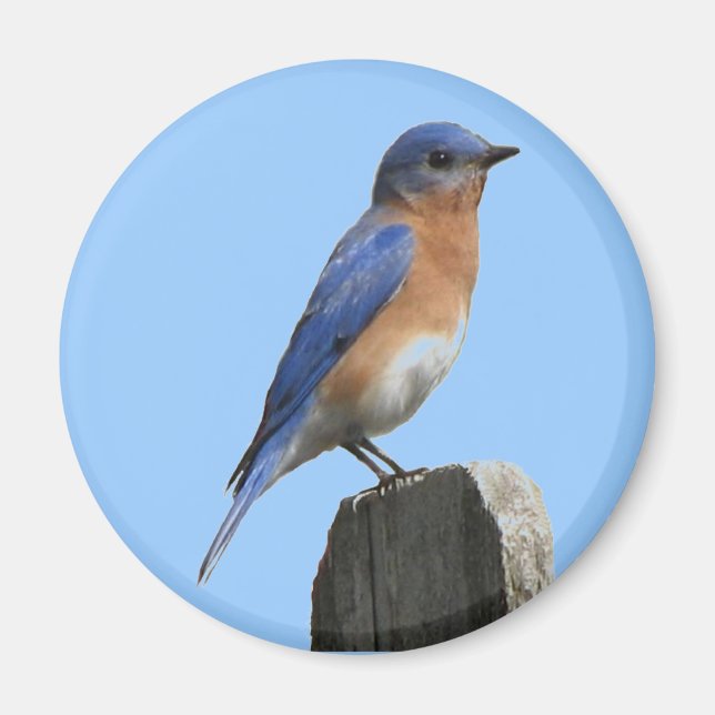 Imán Magnate de Bluebird (Frente)