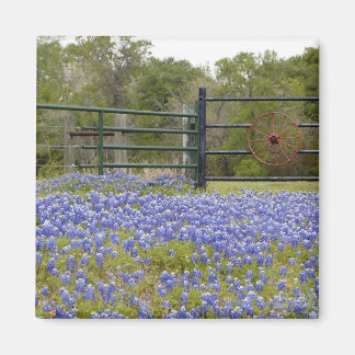 Imán Magnate de Bluebonnets de Texas