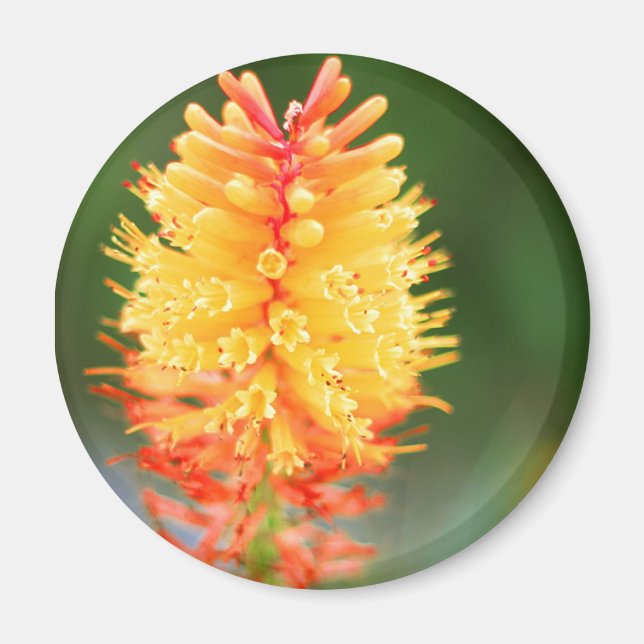 Imán Magnate de brillo del atardecer (Frente)