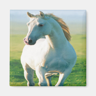 Imán Magnate de caballos blancos