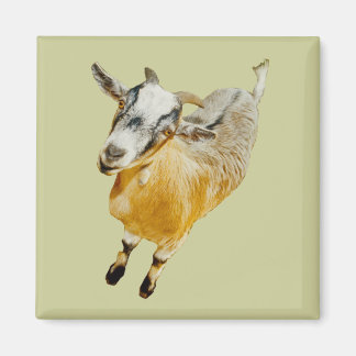 Imán Magnate de cabra pigmeo africano