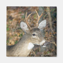 Magnate de caca de ciervo con cola blanca