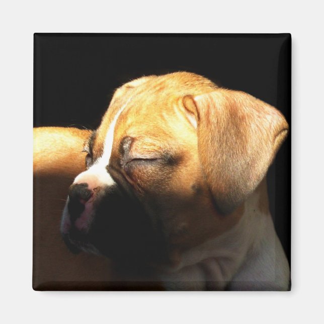Imán Magnate de cachorro dormido (Frente)