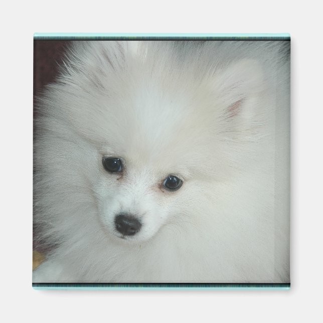 Imán Magnate De Cachorro Pomerano (Frente)