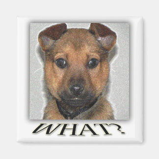 Imán Magnate de cachorro superlindo