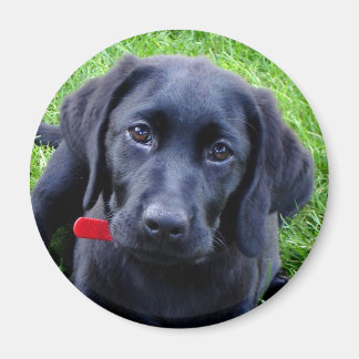 Imán Magnate de cachorros del Laboratorio Negro