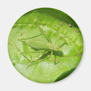 Imán Magnate de camuflaje de críquet verde
